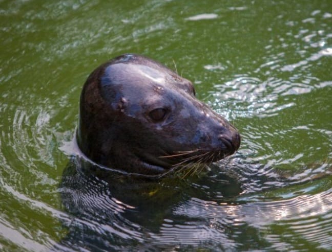 Ujęcie foki w wodzie, która wychyla głowę ponad wodę.