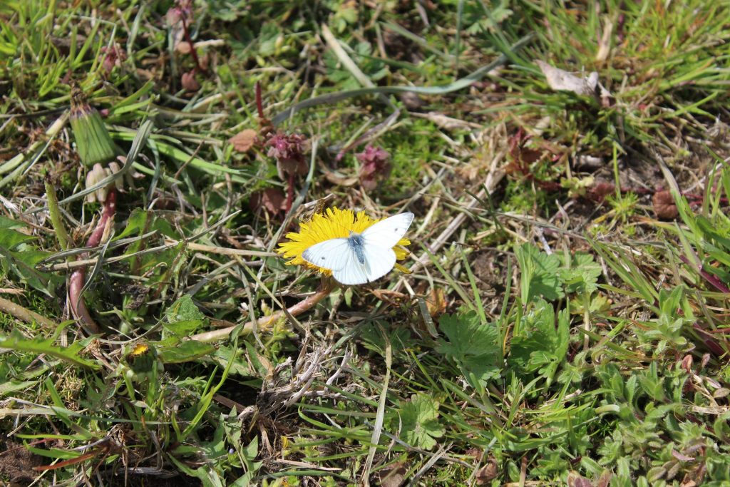 Biały motyl siedzący na żółtym mniszku lekarskim, w tle zielona trawa