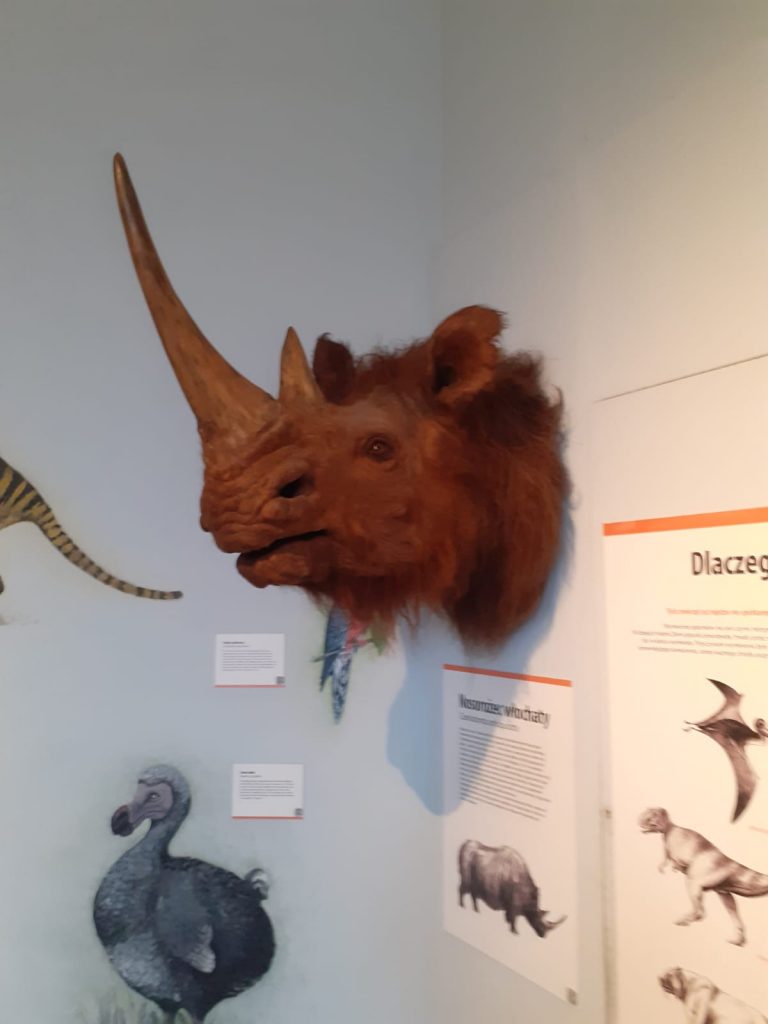 Sztuczna głowa nosorożca włochatego zawieszona na ścianie.
