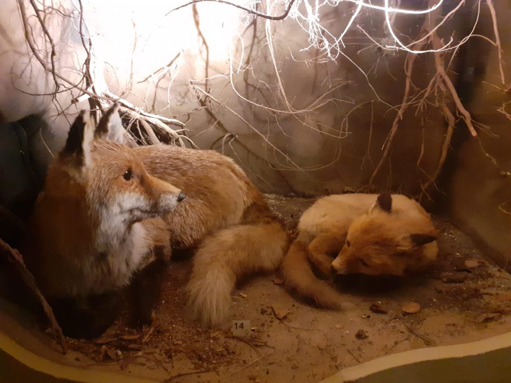 Dwa sztuczne rude lisy, jeden leży drugi śpi skulony. Oboje znajdują się w lisiej norze.