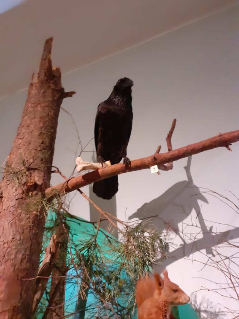 Sztuczny czarny ptak na drewnianej gałęzi, w szponach trzyma kość, pod nim wiewiórka.