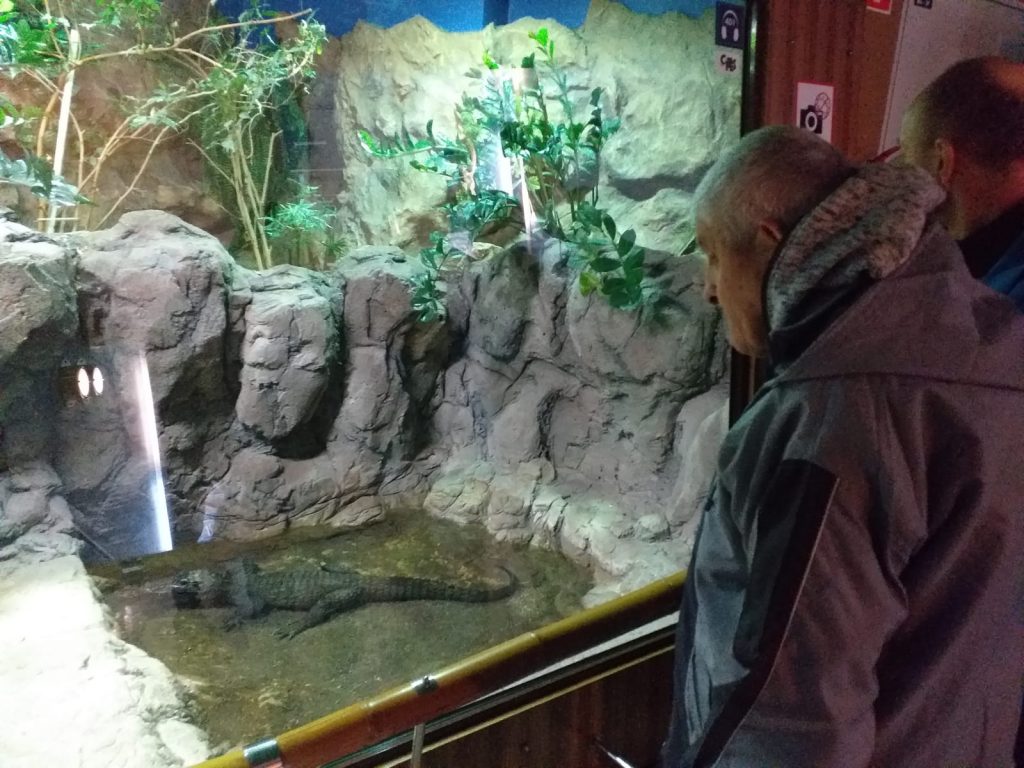 Podopieczny oglądający jasczurkę w akwarium.