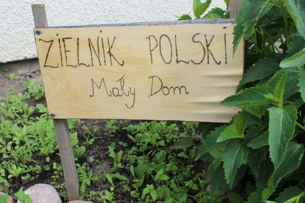 Drewniana tabliczka z napisem "Zielnik Polski Mały Dom" wbita przy zielonych liściach.