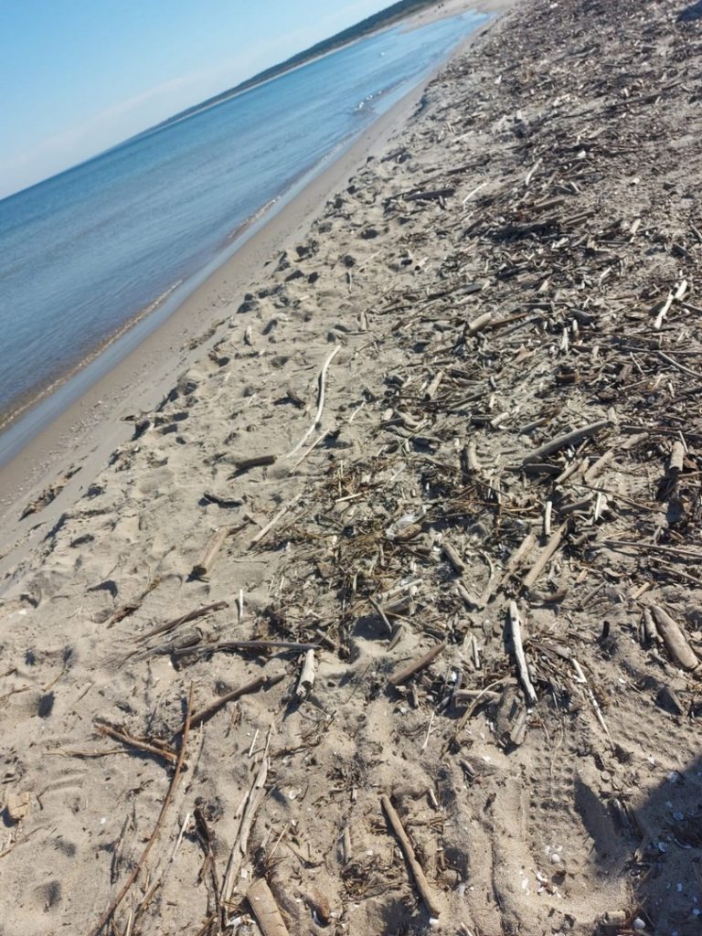 Morze Bałtyckie po jednej stronie, po drugiej piasek oraz patyki drewniane leżące na plaży