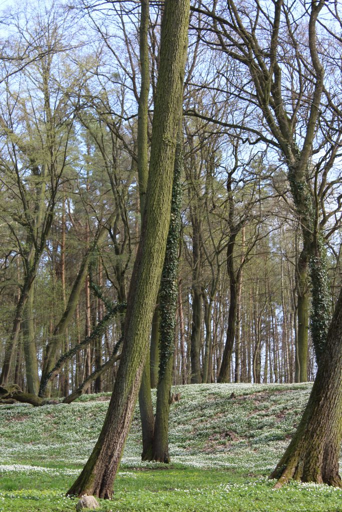 Zielone drzewa pokryte liśmi, które pną się ku górze, a za nimi zielona łąka z białymi kwiatami i drzewa