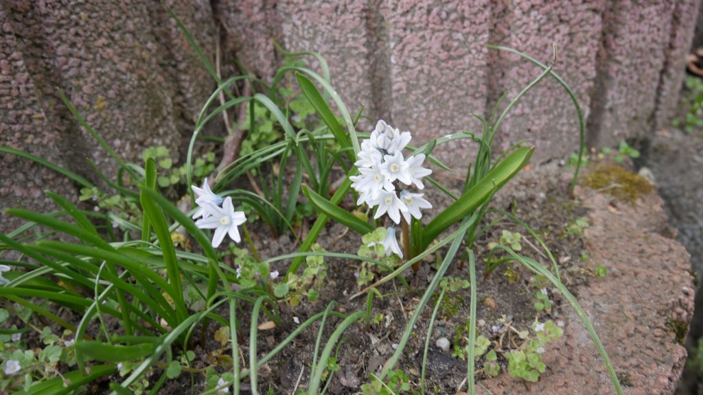 Parę białych kwiatków, które rosną w betonowej doniczce