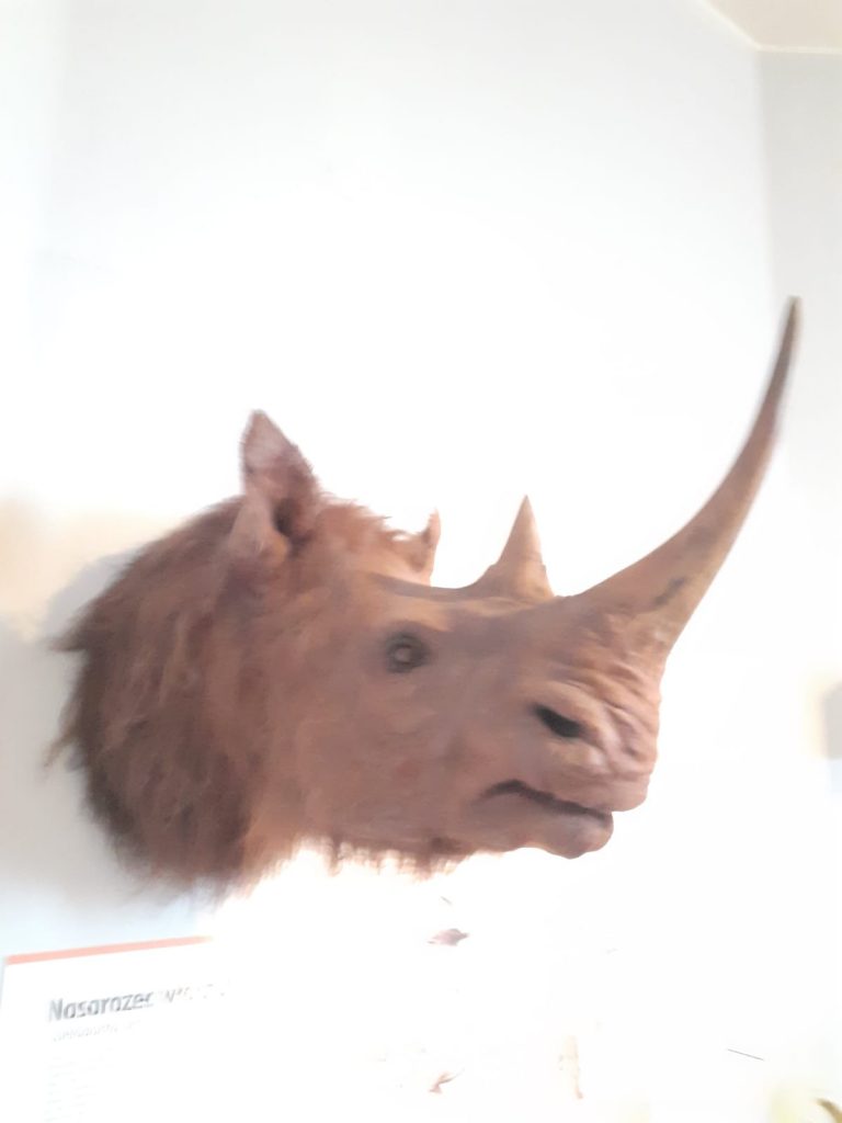 Sztuczna głowa nosorożca zawieszona na ścianie.