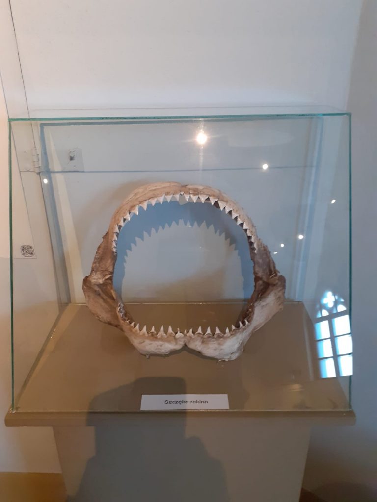 Szczęka rekina w szklanej gablocie Widoczne ostre zęby.