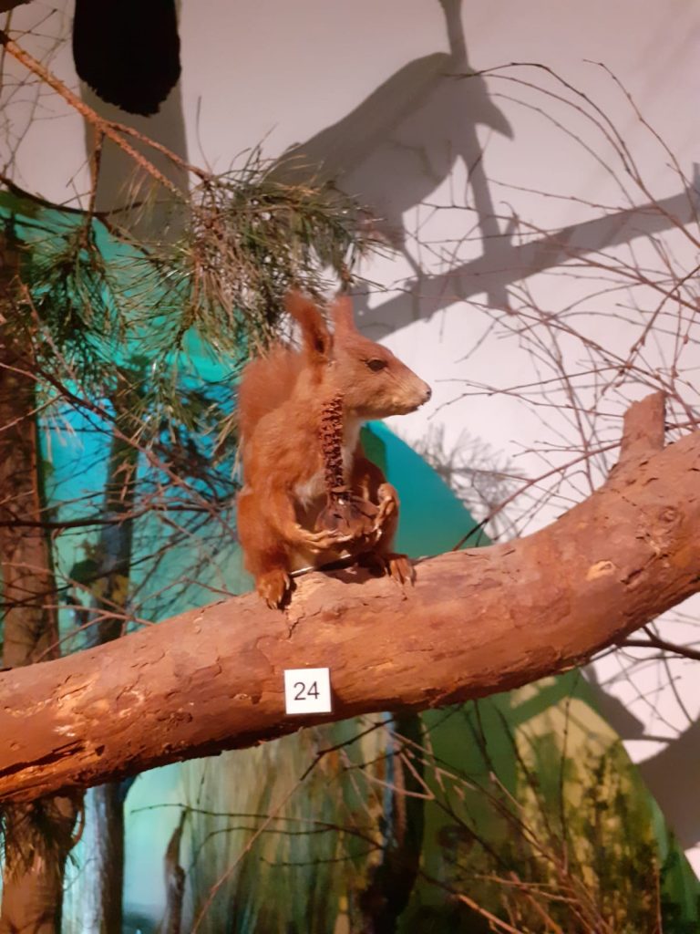 Ruda sztuczna wiewiórka na gałązce drzewa w rękach trzyma orzech. Pod nią numer 24.