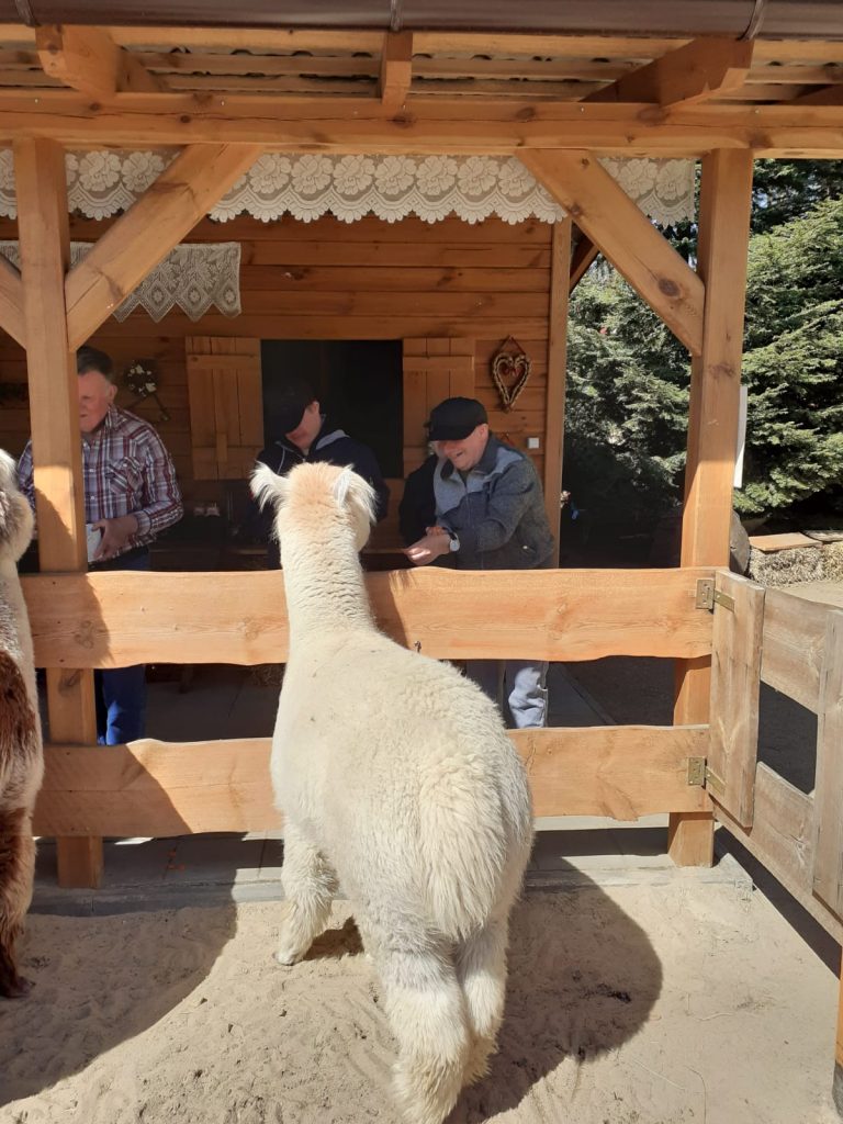 Biała alpaka stoi przed drewnianym ogrodzeniem, przed nim uśmiechnięty mężczyzna obok drugi karmi drugą alpakę. Mężczyzni stoją pod drewnianym dachem