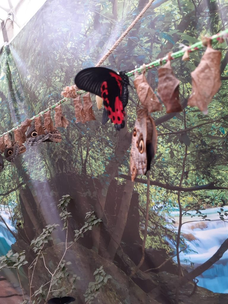 Czarno-czerwony motyl siedzący na przygotowanych linkach. W tle fototapeta - las i woda.