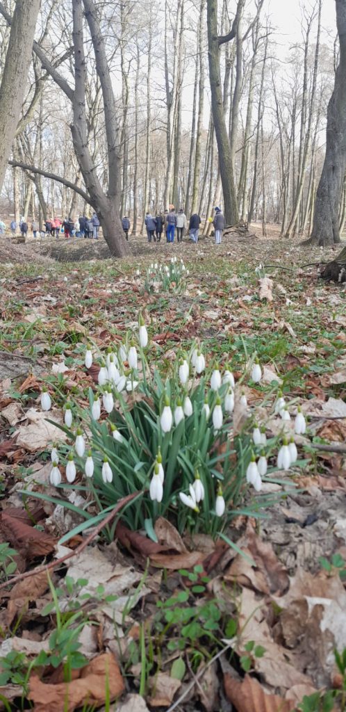 Białe przebiśniegi na trawie w parku, w tle grupa mężczyzn idąca gęsiego.